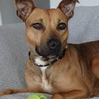 Feist and Rat Terrier Dogs Available for Adoption - Addison "Addie" | PetCurious