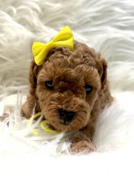 Yellow Collar -  Toy Poodle Dog for Sale in Stockton, California - Yellow Collar | PetCurious