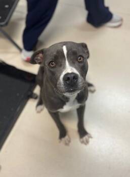 Rescue Pit Bull Terrier Dogs for Adoption in San Luis Obispo, California - Asher | PetCurious