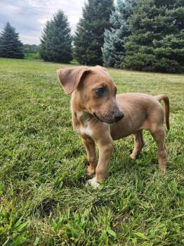 Tango -  Doberman Pinscher Dog for Adoption in Minneapolis, Minnesota - Tango | PetCurious