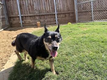 Rescue Chihuahua Dogs for Adoption in Plano, Texas - Lucky Leroy A213205 | PetCurious