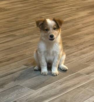 Lou -  Australian Shepherd and Australian Cattle Dog Blue Heeler Dog for Adoption in Decorah, Iowa - Lou | PetCurious