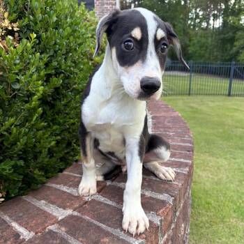 Canon -  Mixed Breed Dog for Adoption in Brownsboro, Alabama - Canon | PetCurious