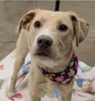 Retriever and Mixed Breed Dogs Available for Adoption in Largo, Florida - Grumble | PetCurious