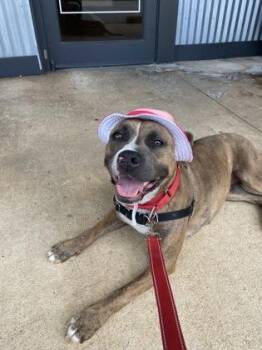 Mixed Breed Dogs Available for Adoption in Chamblee, Georgia - Casey | PetCurious