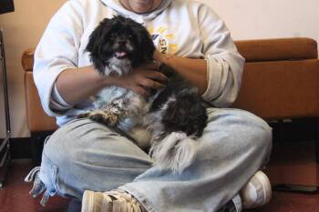 Uptown Funk -  Shih Tzu Dog for Adoption in Chestertown, Maryland - Uptown Funk | PetCurious
