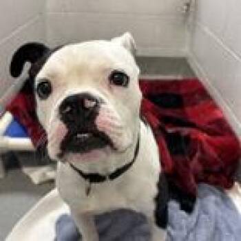 Boxer and Pit Bull Terrier Dogs Available for Adoption in Hilliard, Ohio - Brutus | PetCurious