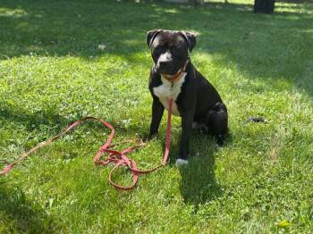 Rescue American Bully Dogs for Adoption in Shepherdsville, Kentucky - Washington | PetCurious
