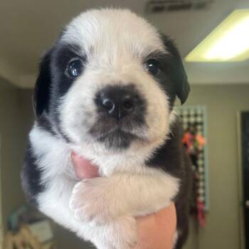Crysta -  Mixed Breed Dog for Adoption in Valley, Alabama - Crysta | PetCurious