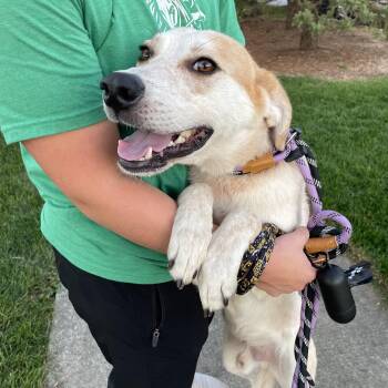 Asher -  Cattle Dog Dog for Adoption in Mokena, Illinois - Asher | PetCurious