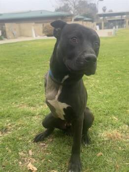 HULK -  Pit Bull Terrier and Mixed Breed Dog for Adoption in Riverside, California - HULK | PetCurious