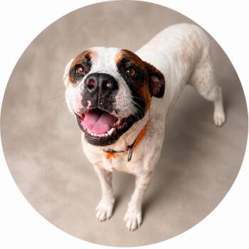 Speck -  Terrier Dog for Adoption in Hardeeville, South Carolina - Speck | PetCurious