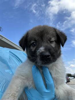 A827553 -  Shepherd and Mixed Breed Dog for Adoption in San Antonio, Texas - A827553 | PetCurious
