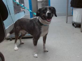 Beagle and Mixed Breed Dogs Available for Adoption in Albuquerque, New Mexico - WAFFLES | PetCurious