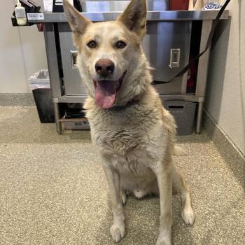 Sirius -  Shepherd Dog for Adoption in San Gabriel, California - Sirius | PetCurious