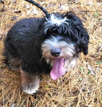 Bruce -  Bernedoodle Dog for Adoption in Liberty Center, Ohio - Bruce | PetCurious