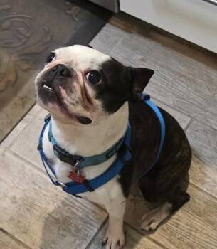 Boston Terrier Dogs Available for Adoption in Scottsdale, Arizona - Champ | PetCurious