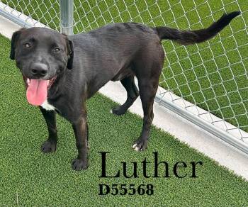 Luther -  Black Labrador Retriever and Mixed Breed Dog for Adoption in Clarksville, Tennessee - Luther | PetCurious