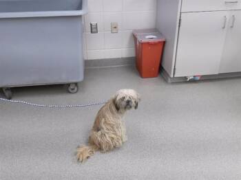 WILSON -  Shih Tzu and Mixed Breed Dog for Adoption in Omaha, Nebraska - WILSON | PetCurious