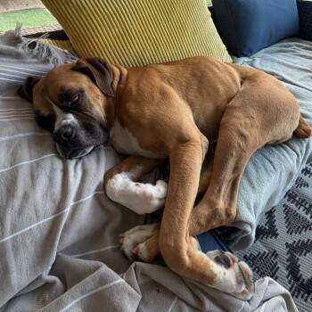 Emmet -  Boxer Dog for Adoption in Woodinville, Washington - Emmet | PetCurious