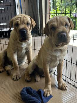 HANK (mini hippo) only 20 lbs -  Mixed Breed and Shar Pei Dog for Adoption in Rossford, Ohio - HANK (mini Hippo) Only 20 Lbs | PetCurious