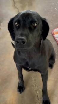 Black Labrador Retriever Dogs Available for Adoption in Monticello, Minnesota - Abby | PetCurious