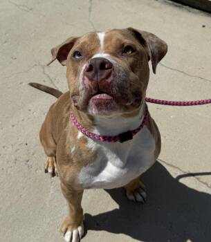 Krisp -  Mixed Breed Dog for Adoption in Queenstown, Maryland - Krisp | PetCurious