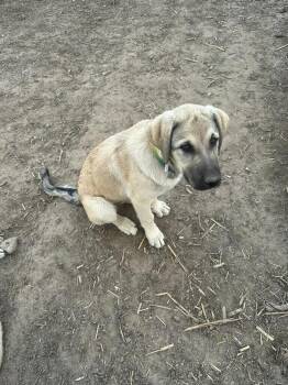 Anatolian Shepherd Dogs Available for Adoption in Linton, Indiana - Pink | PetCurious