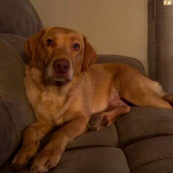 Calliope -  Yellow Labrador Retriever and Golden Retriever Dog for Adoption in Edwards, Illinois - Calliope | PetCurious