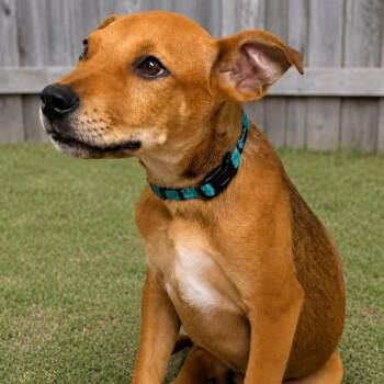 ZAVA -  Mixed Breed Dog for Adoption in Cranston, Rhode Island - ZAVA | PetCurious