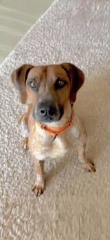 Ottis -  Coonhound Dog for Adoption in Westwood, New Jersey - Ottis | PetCurious
