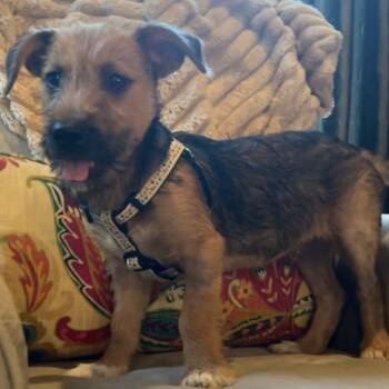 Mixed Breed Dogs Available for Adoption in Blacksburg, Virginia - Gus | PetCurious
