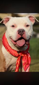 Blaze -  Mixed Breed Dog for Adoption in Columbia, Tennessee - Blaze | PetCurious