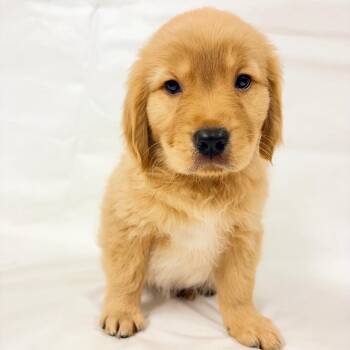 1166 (2026) Callaway -  Goldendoodle and Mixed Breed Dog for Adoption in Parker, Colorado - 1166 (2026) Callaway | PetCurious