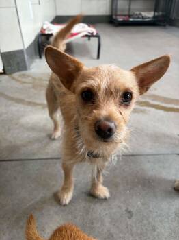 Dragonfly -  Cairn Terrier and Chihuahua Dog for Adoption in Phoenix, Arizona - Dragonfly | PetCurious