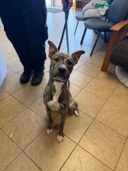 Neptune -  Mixed Breed Dog Available for Adoption in Marion, Ohio - Neptune | PetCurious