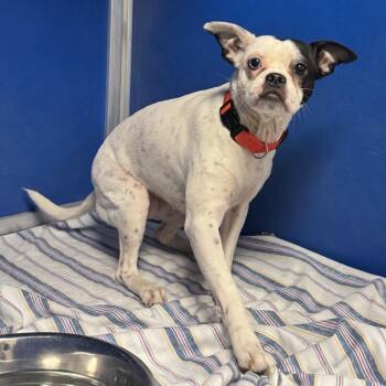 Nala -  Mixed Breed Dog for Adoption in Las Cruces, New Mexico - Nala | PetCurious