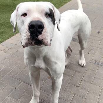 Dogo Argentino Dogs Available for Adoption in Loxahatchee Groves, Florida - Captain 2583 | PetCurious