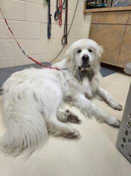 TUCK -  Great Pyrenees Dog for Adoption in Aliquippa, Pennsylvania - TUCK | PetCurious