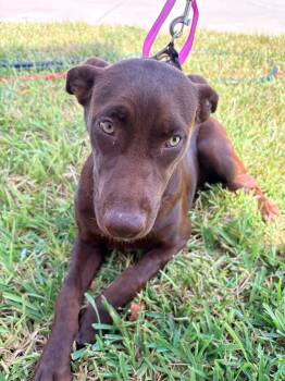 Thalia -  Chocolate Labrador Retriever Dog for Adoption in Harlingen, Texas - Thalia | PetCurious