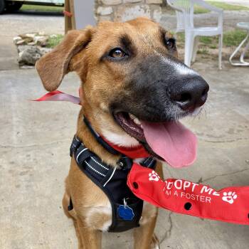 Rescue German Shepherd Dog and Belgian Shepherd Malinois Dogs for Adoption in Warren, Rhode Island - Twix | PetCurious