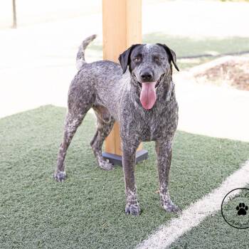 Wyatt -  German Shorthaired Pointer Dog for Adoption in Abilene, Texas - Wyatt | PetCurious