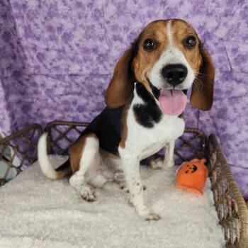 Boogie -  Beagle Dog for Adoption in Fort Wayne, Indiana - Boogie | PetCurious