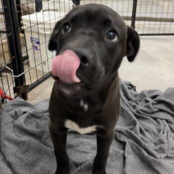 Pit Bull Terrier and Black Labrador Retriever Dogs Available for Adoption in Birmingham, Alabama - Toad | PetCurious