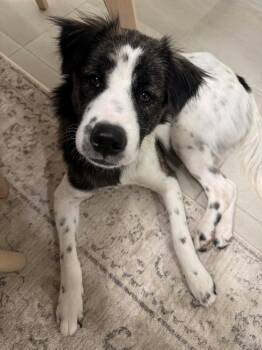 Charlie -  Mixed Breed Dog for Adoption in Toronto, Ontario - Charlie | PetCurious