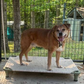 Boxer and Mixed Breed Dogs Available for Adoption in Columbus, North Carolina - ONice | PetCurious