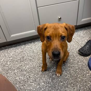 Winnie -  Hound and Mixed Breed Dog for Adoption in Parkersburg, West Virginia - Winnie | PetCurious
