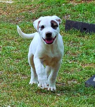 Mixed Breed and Terrier Dogs Available for Adoption in San Antonio, Texas - Petey | PetCurious