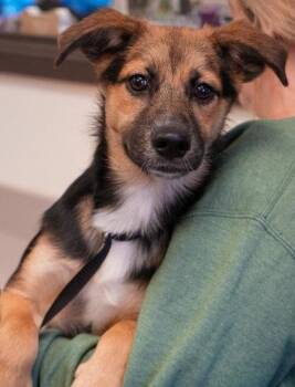 Shepherd and Mixed Breed Dogs Available for Adoption in Bowling Green, Kentucky - Max Lincoln | PetCurious