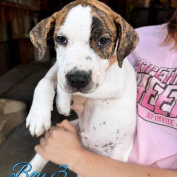 Blitz -  Pit Bull Terrier Dog for Adoption in Northville, Michigan - Blitz | PetCurious